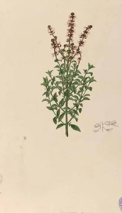 Albahaca (Ocimum basilicum), lámina botánica antigua