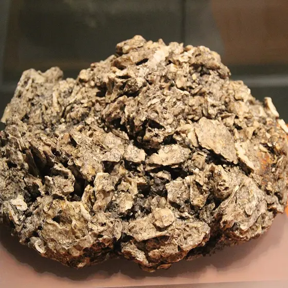 Copal (Bursera spp. (resina)), lámina botánica antigua