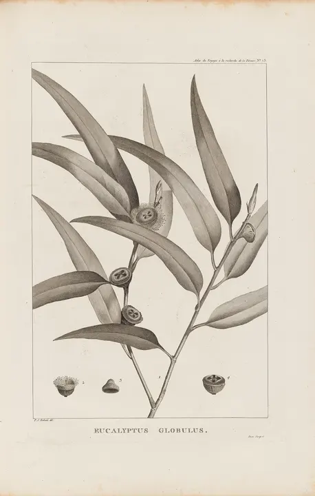Eucalipto (Eucalyptus globulus), lámina botánica antigua