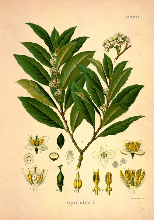Laurel (Laurus nobilis), lámina botánica antigua