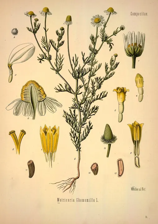 Manzanilla (Matricaria chamomilla), lámina botánica antigua