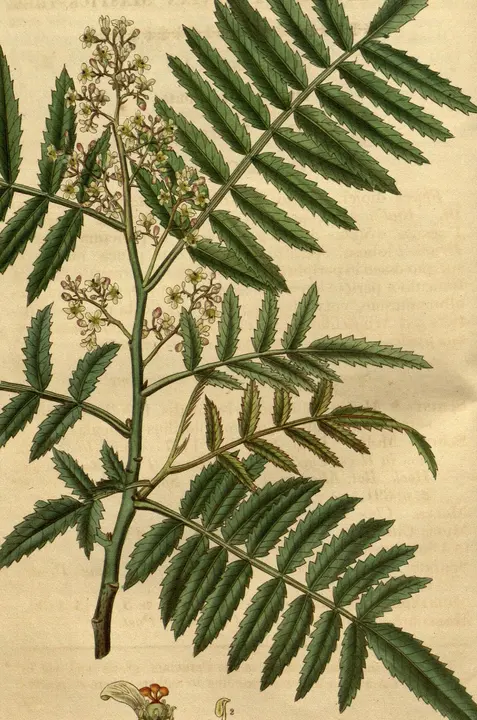 Pirul (Schinus molle), lámina botánica antigua