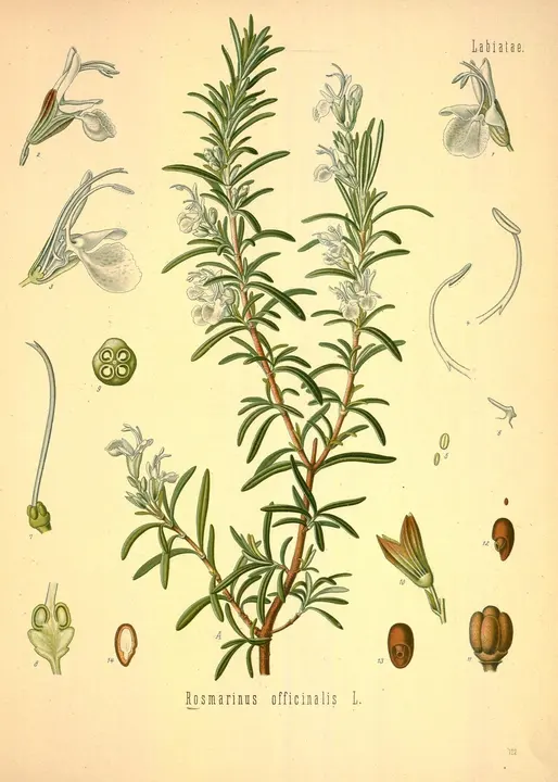 Romero (Salvia rosmarinus), lámina botánica antigua