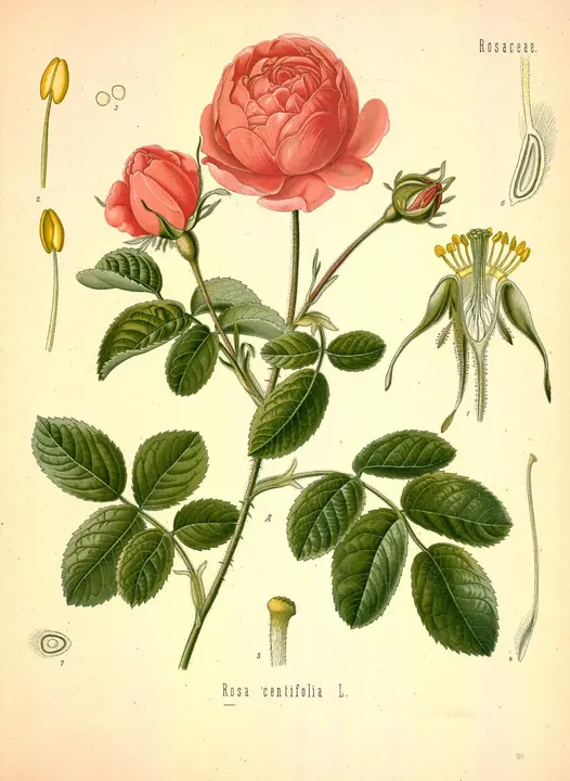 Rosa (Rosa sp.), lámina botánica antigua